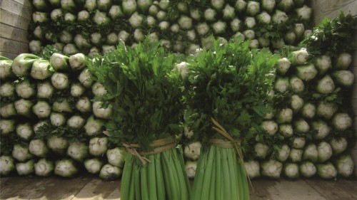 Танго F1 сельдерей черешковый 10 000 семян