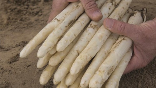 Приус F1 спаржа 500 семян