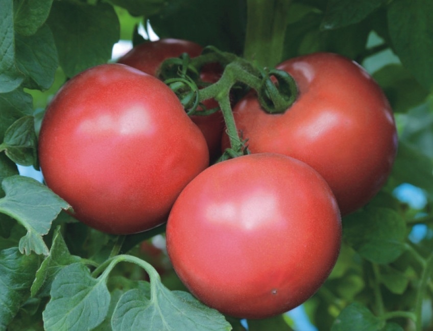 Пинк Трит F1 томат 500 семян