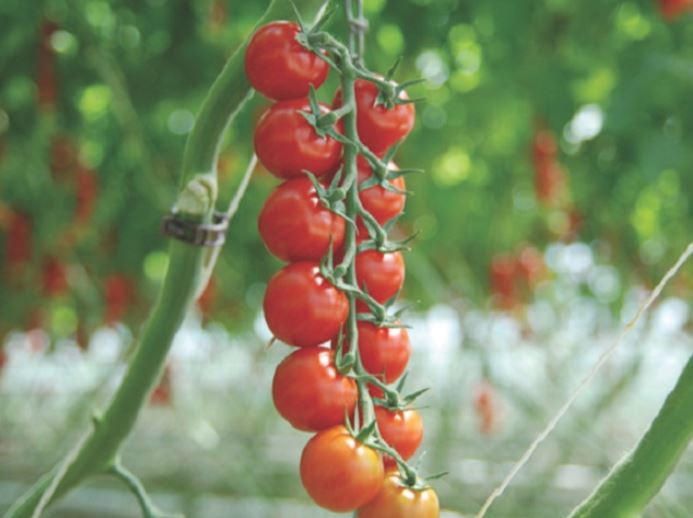 Сакура F1 томат 250 семян