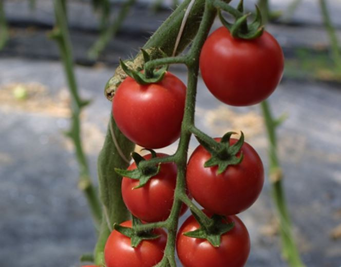 Сакура F1 томат 250 семян