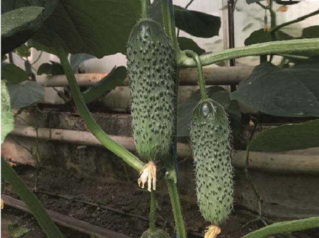 Ансгар F1 огурец 500 семян