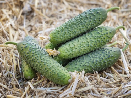 Ансгар F1 огурец 500 семян