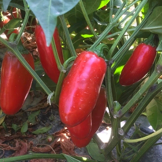 Форахидо F1 перец острый 500 семян