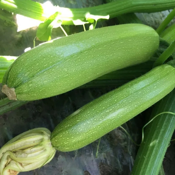 Ардендо 174 F1 кабачок