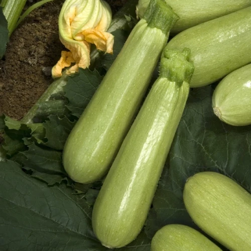 Ардендо 174 F1 кабачок