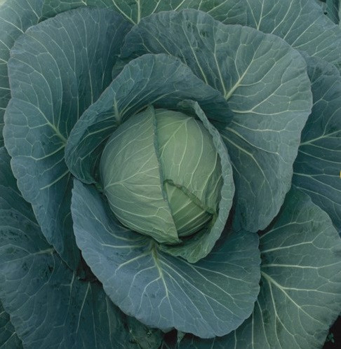 Чирс F1 семена белокочанная 2500 семян