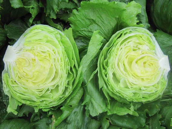 Глендана салат айсберг 5000 семян