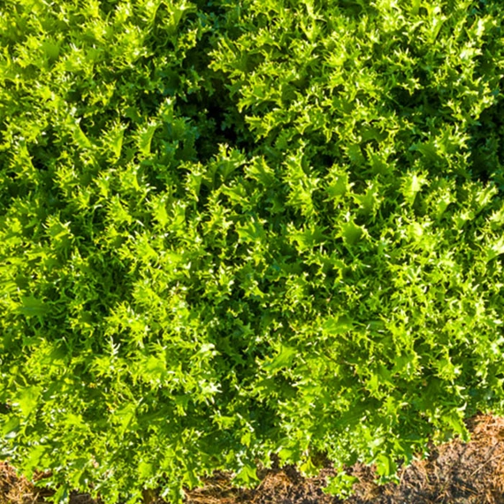 Аскари эндивий 5000 семян