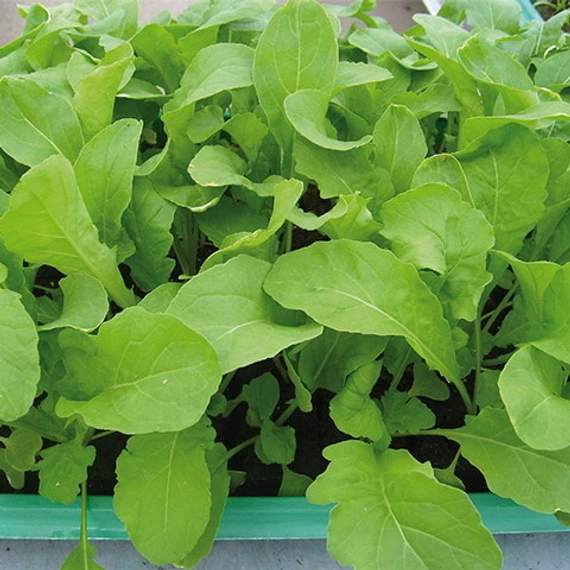 Колтивата рукола 100 000 семян