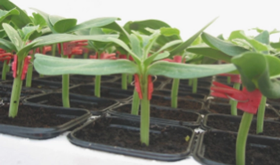 Консиста F1 подвой для арбуза 1000 семян