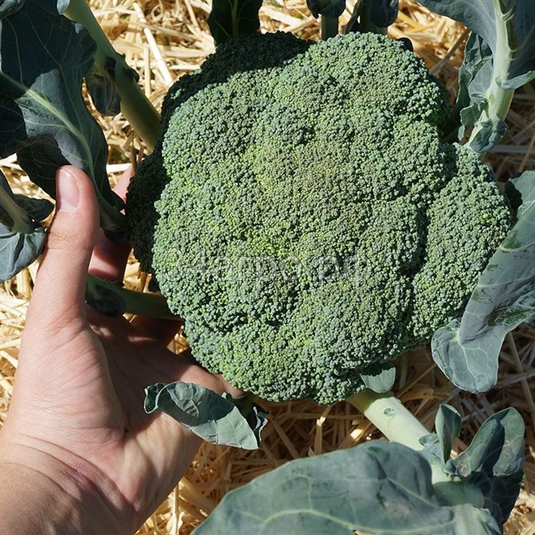 Тритон F1 брокколи 2500 семян