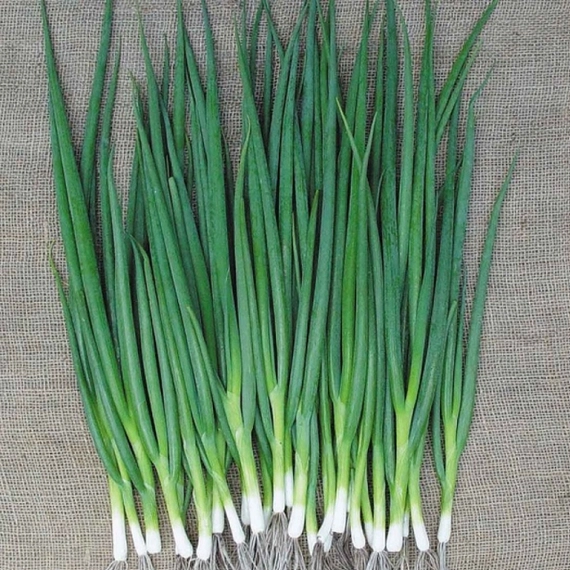 Катана F1 лук батун 500 грамм