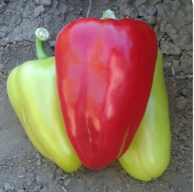 Альфа F1 перец сладкий 500 семян