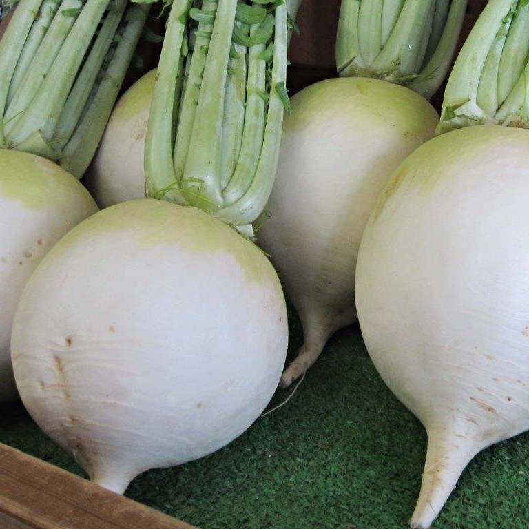 Джапэн Бол Рабу дайкон 10 000 семян