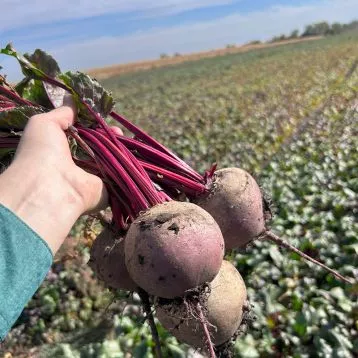 Азума F1 свекла 50 000 семян