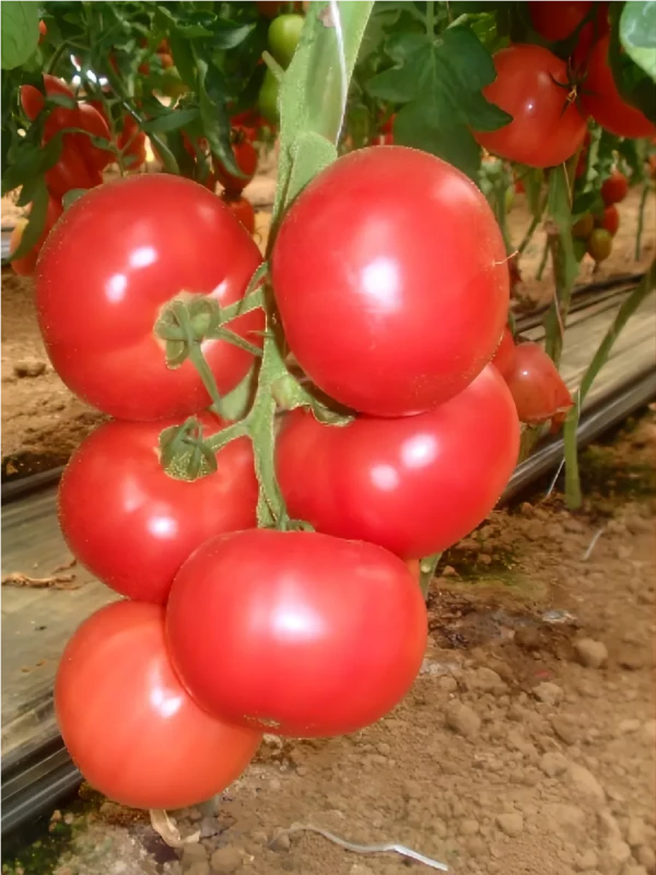 Ориентал Райз F1 томат 1000 семян