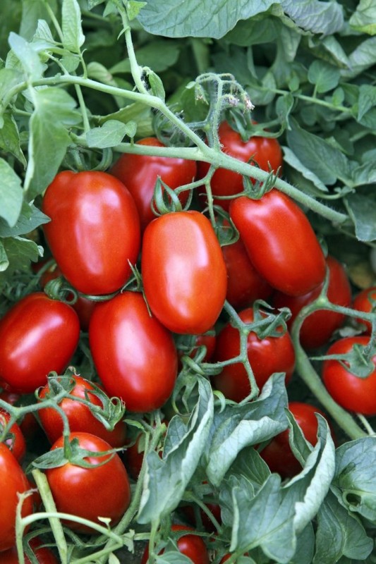 Нирадж F1 томат 500 семян