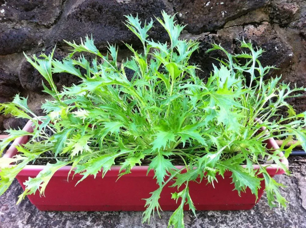 Джапаниз Грин мизуна 500 грамм