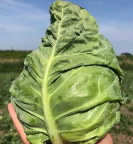 AS 2018 F1 капуста белокочанная 2500 семян