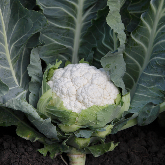 Солистар F1 капуста цветная 2500 семян