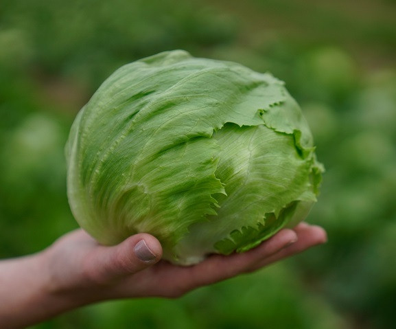 Айс Мьюзик айсберг 5000 семян