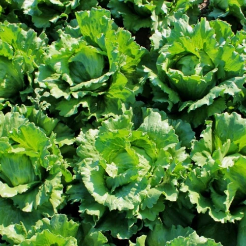 Айс Базар айсберг 5000 семян