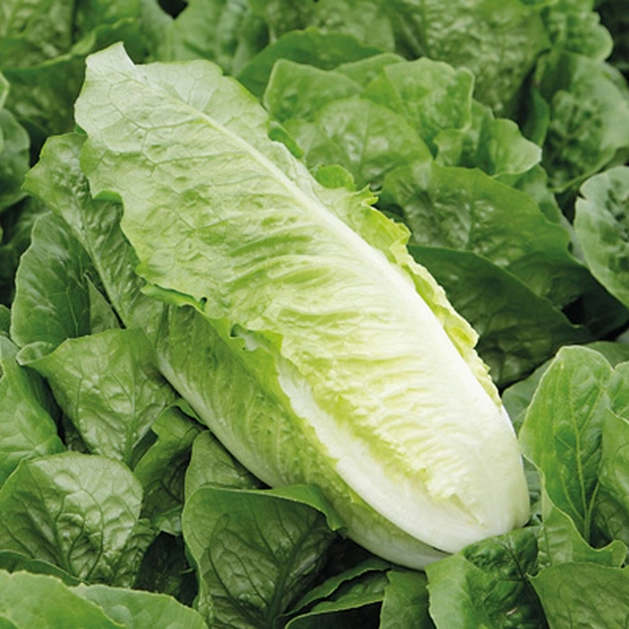 Актина салат романо 5000 семян